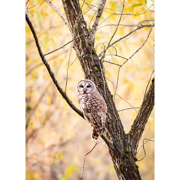 Andrea Morris Art - Wholesale Photograph - Photography Print "A Welcome Guest" • Owl, PNW, Fall, Oregon1