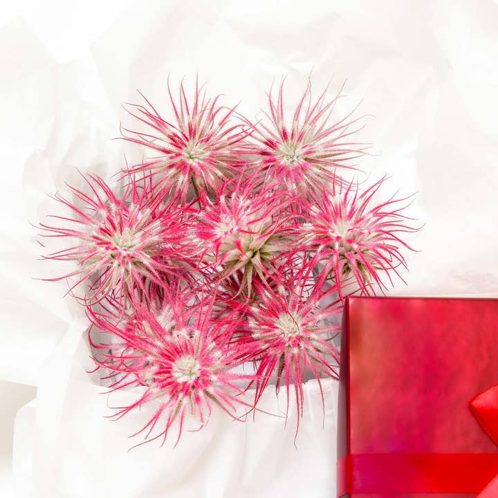 Air Plant Shop - Wholesale Live Plant - Color Enhanced Peppermint Swirl Tectorum Air Plants