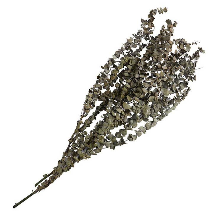 Bouquet d'eucalyptus vert pour la vente par 47th & Main (Creative Brands)