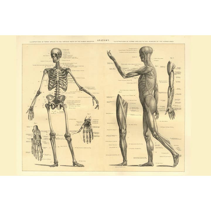 Anatomie Humaine Squelette et Muscles du Corps Affiche Éducative Murale pour la vente par Gotham Gifts