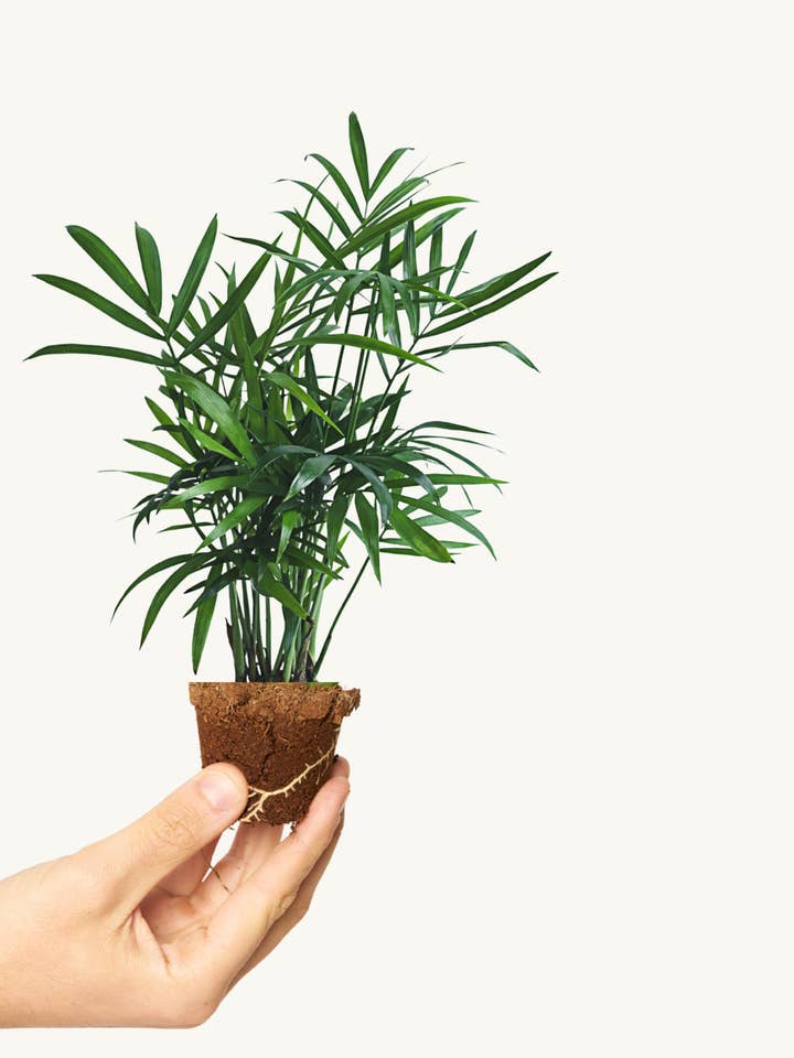 Chamaedorea Elegans för wholesale av Miniplanta