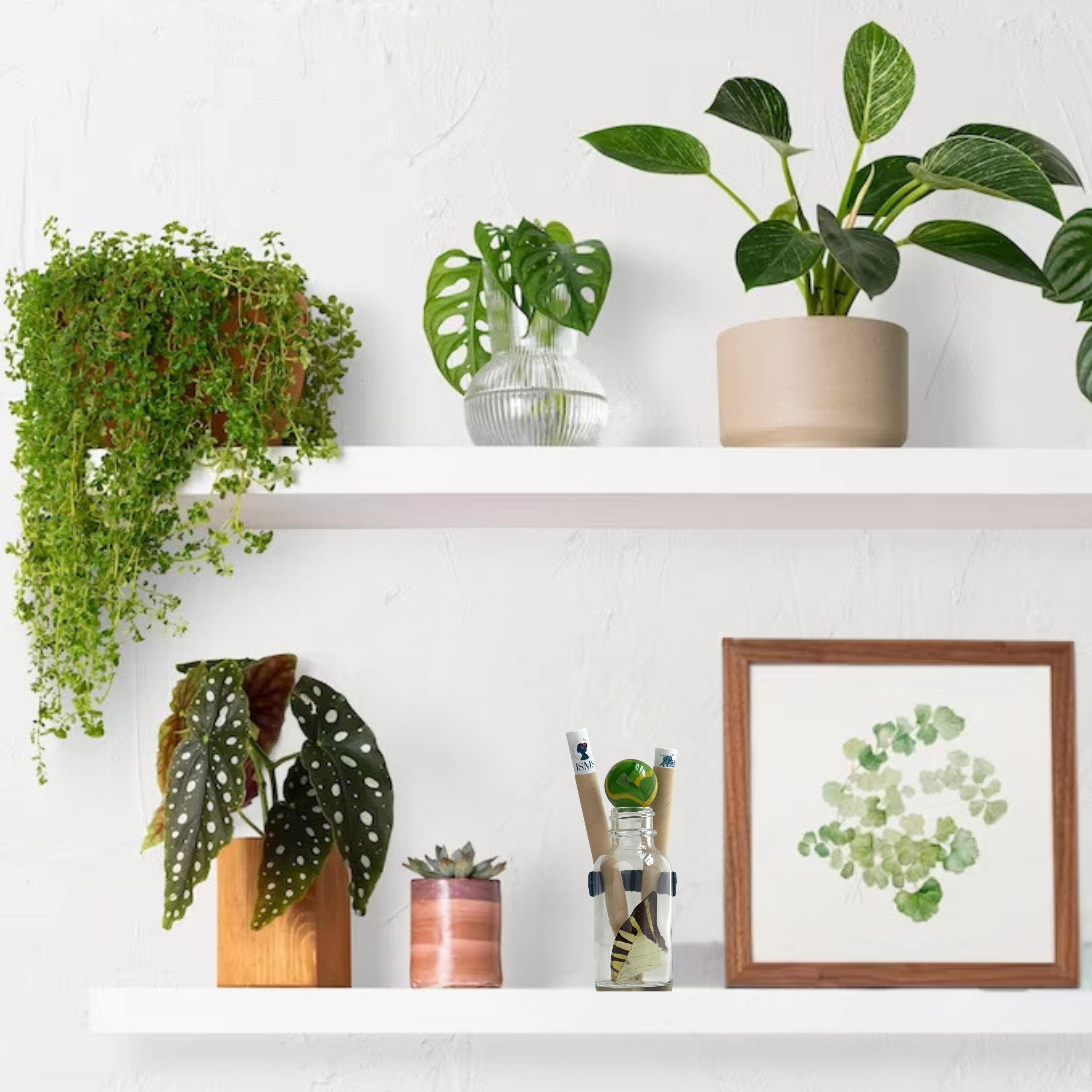 Isms - Wholesale Decorative Tabletop Object - Real Standard Butterfly Wing in Glass Bottle8