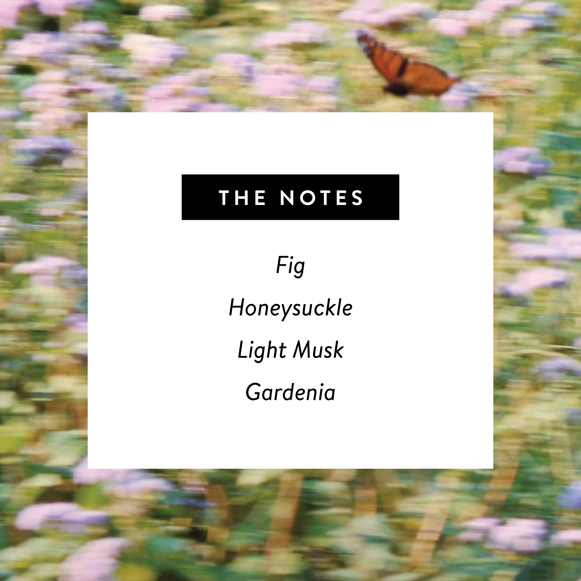 West Clay Company – Perfume/Eau de Toilette por atacado – Monarch 🦋 Perfume Nontóxico Eau de Parfum 50 ml1