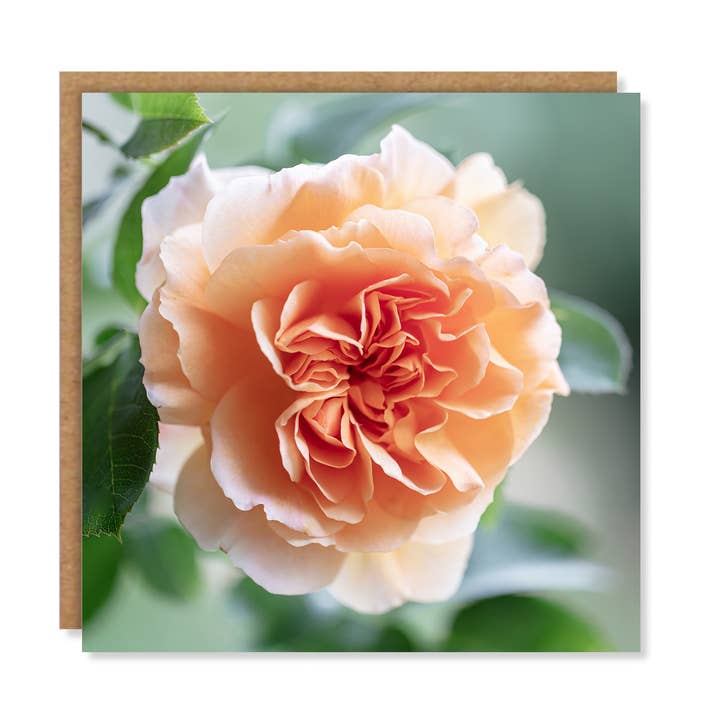 Floral Orange Rose Greeting Card for wholesale by Marina Walker