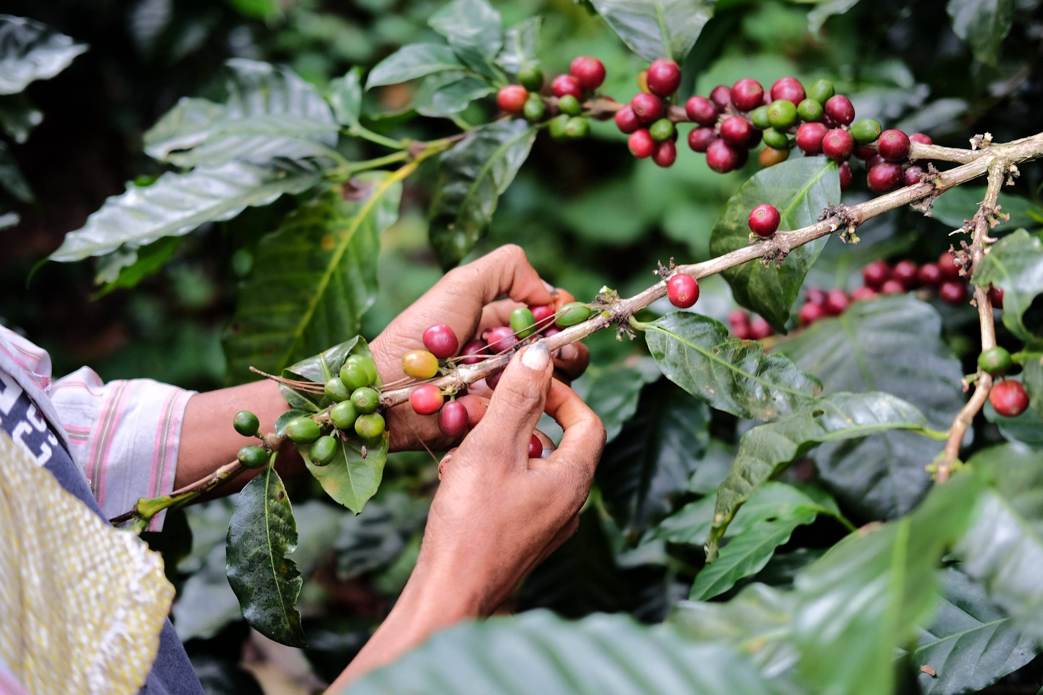 Paso Paso - Farmer Owned Coffee - Wholesale Coffee Beans - Nicaragua - Silvio Sánchez - Catuai Natural14