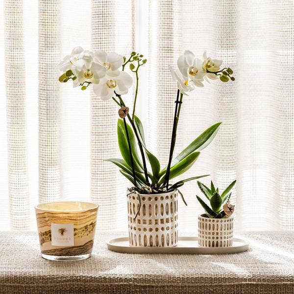 Oasis of Life - Wholesale Plant Pot - Decorative Pot Mosaic – Ø6cm – Flower Pot with Golden Mosaic Details – Stylish Mini Planter for Succulents & Small Plants – Elegant Ceramic Decor for Living Spaces & Windowsill6