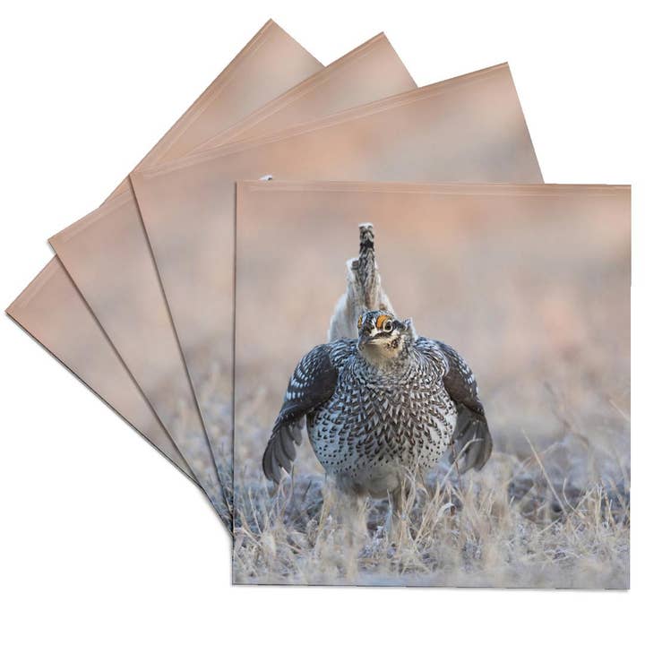 3dRose - Wholesale Coasters - 3dRose, Sharp-tailed grouse claiming lek territory, Coaster