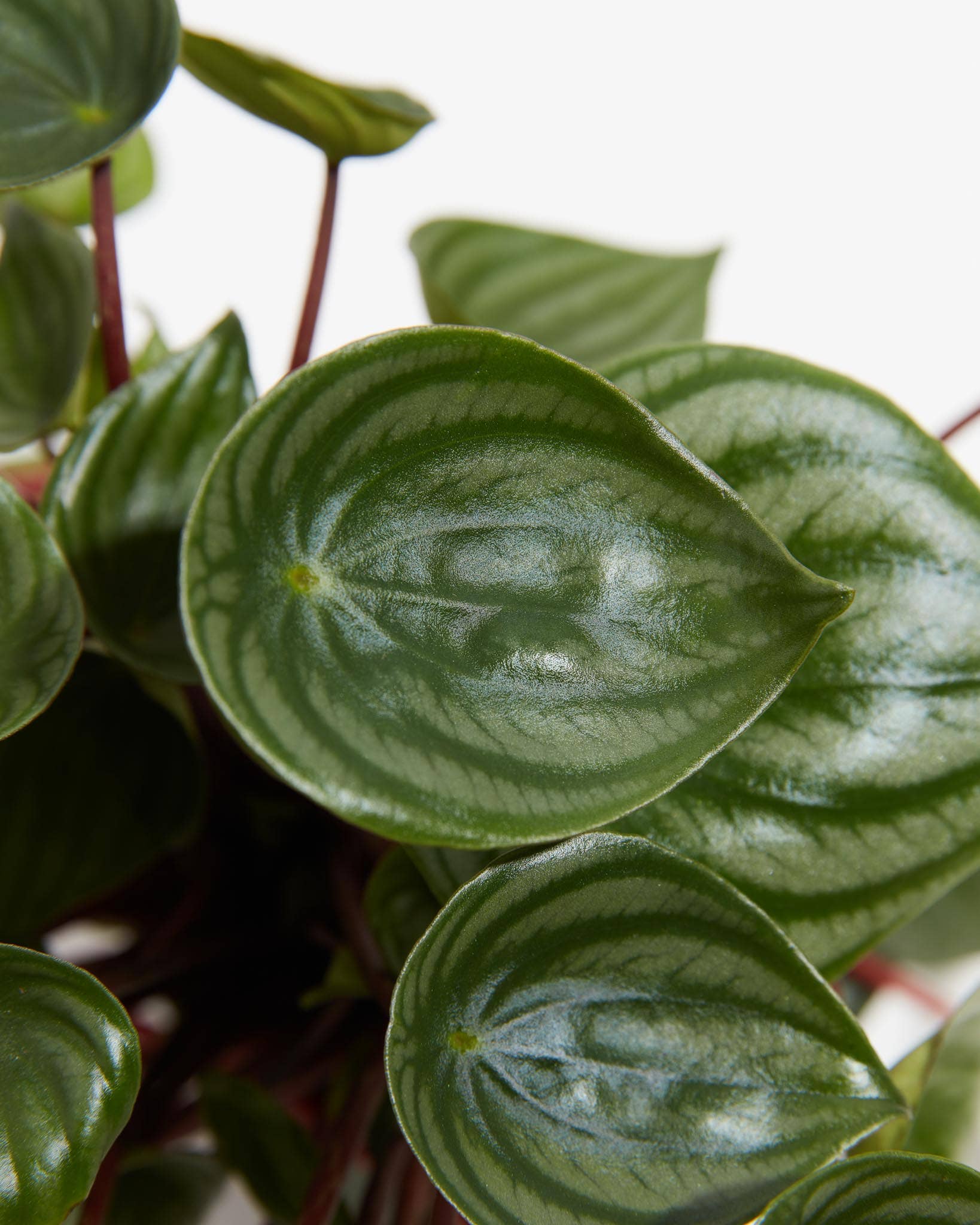 Lively Root - Wholesale Live Plant - Watermelon Peperomia14