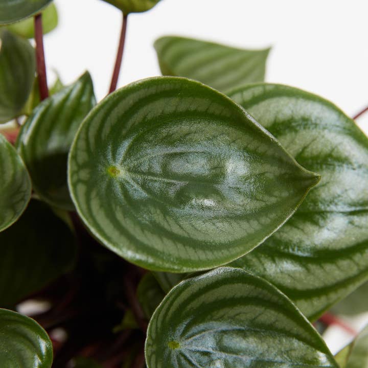 Lively Root - Wholesale Live Plant - Watermelon Peperomia14