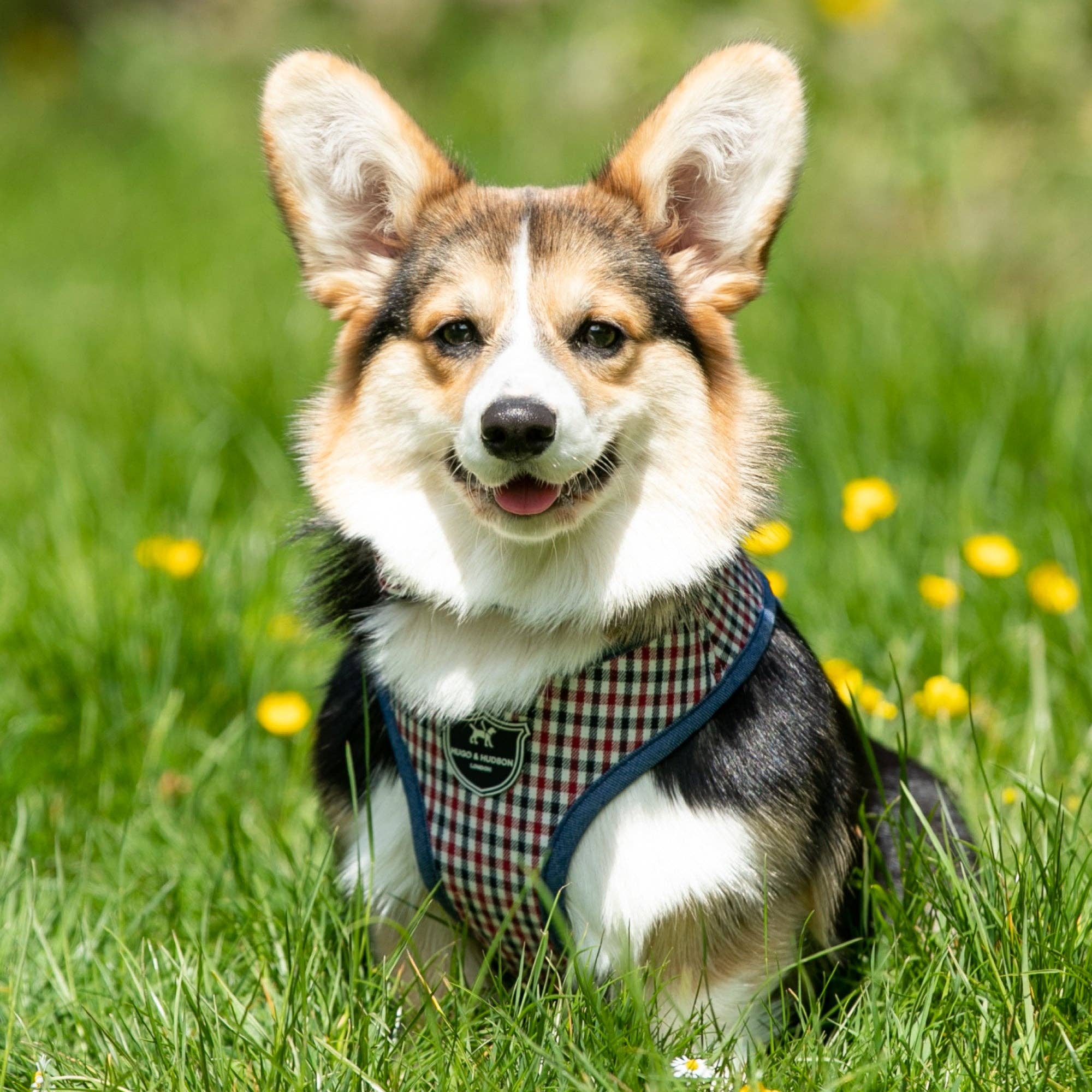 Hugo & Hudson - Wholesale Pet Harness - Dog - Fabric Dog Harness - Checked Navy and Red7