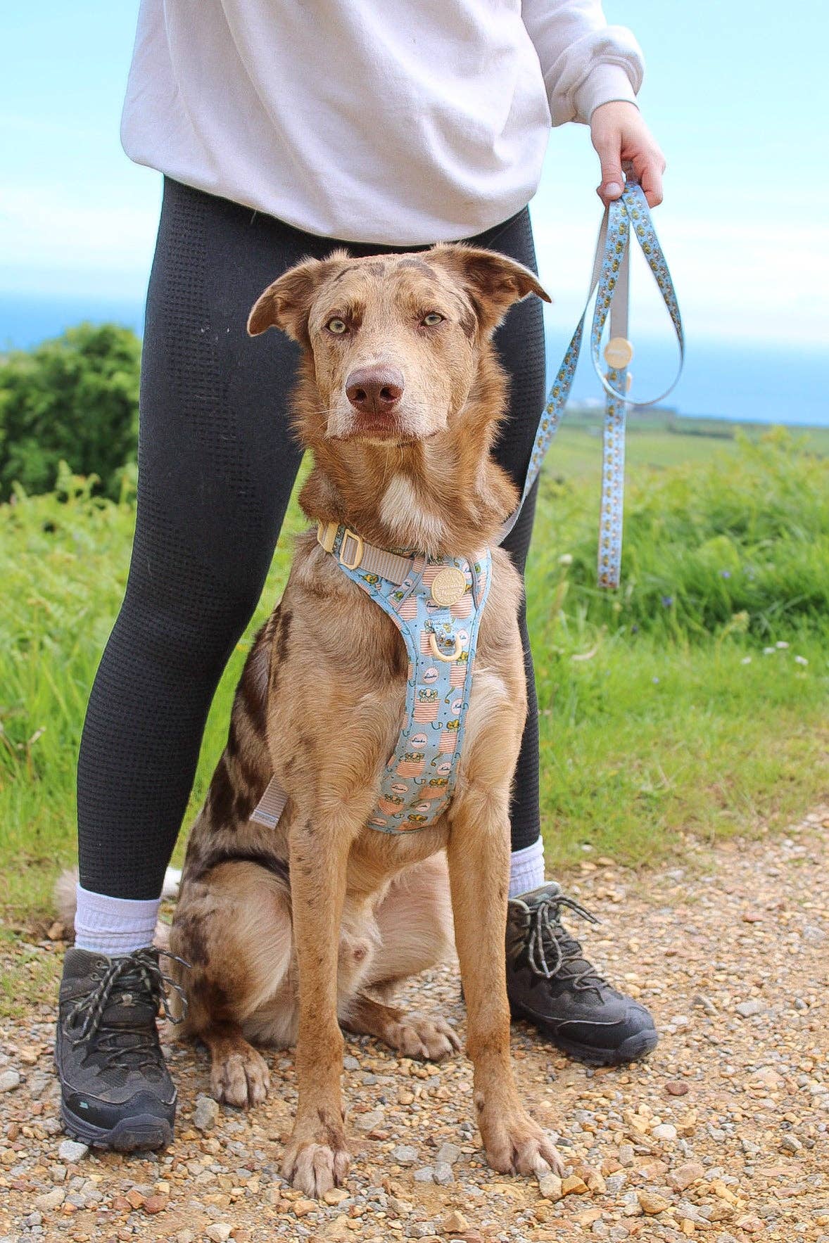 Pawsome Paws - Wholesale Pet Leash - Dog - Disney© Lead - Lion Friends2