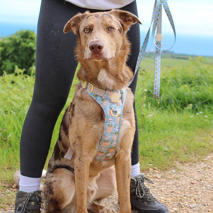 Pawsome Paws - Vendita all'ingrosso Guinzaglio - Cani - Disney© Lead - Gli amici dei leoni2