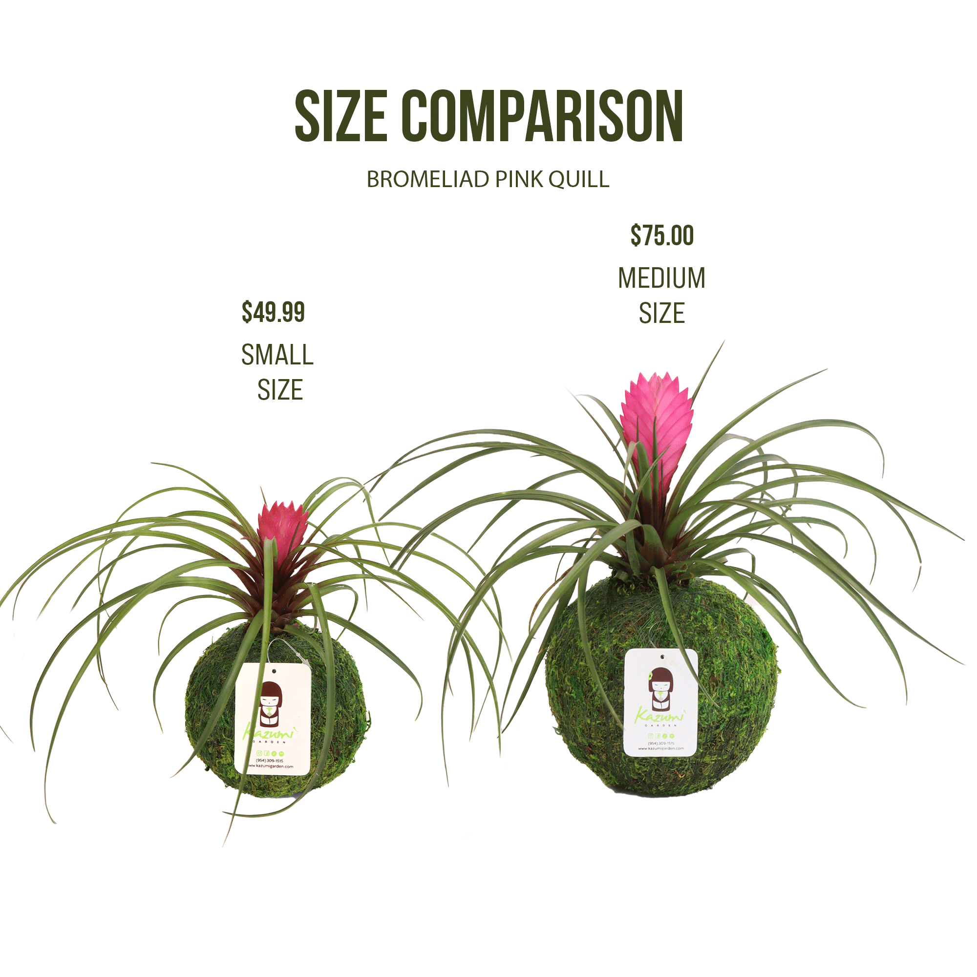 Kazumi Garden - Wholesale Live Plant - Bromeliad Tillandsia Pink Quill | Moss Ball Kokedama4