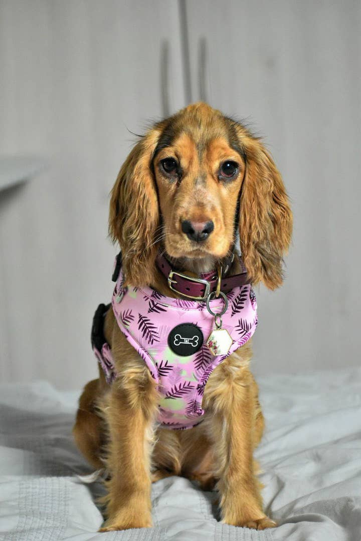 The Muttley Club - Wholesale Pet Harness - Dog - Palm Springs Adjustable Harness2