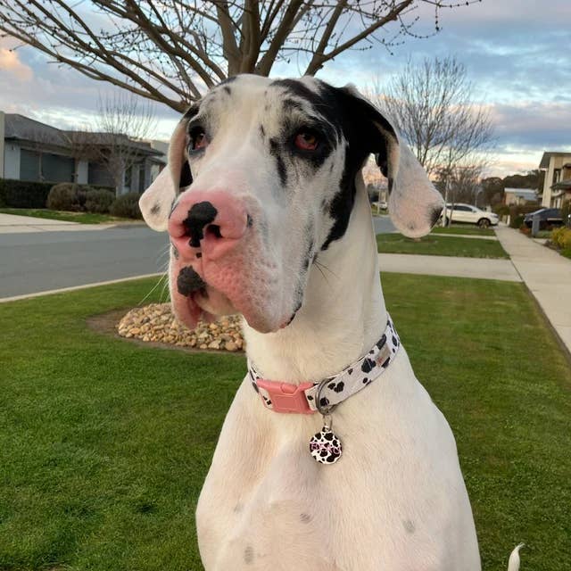 Very Vintage Designs - Wholesale Pet collar – Cat/dog - Moo - Cow Organic Cotton Pet (Dog & Cat) Collar13