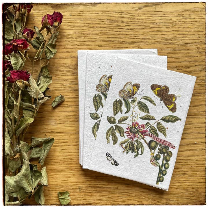Maria Sibylla Merian postcard on seed paper for wholesale by Lara Coutihno