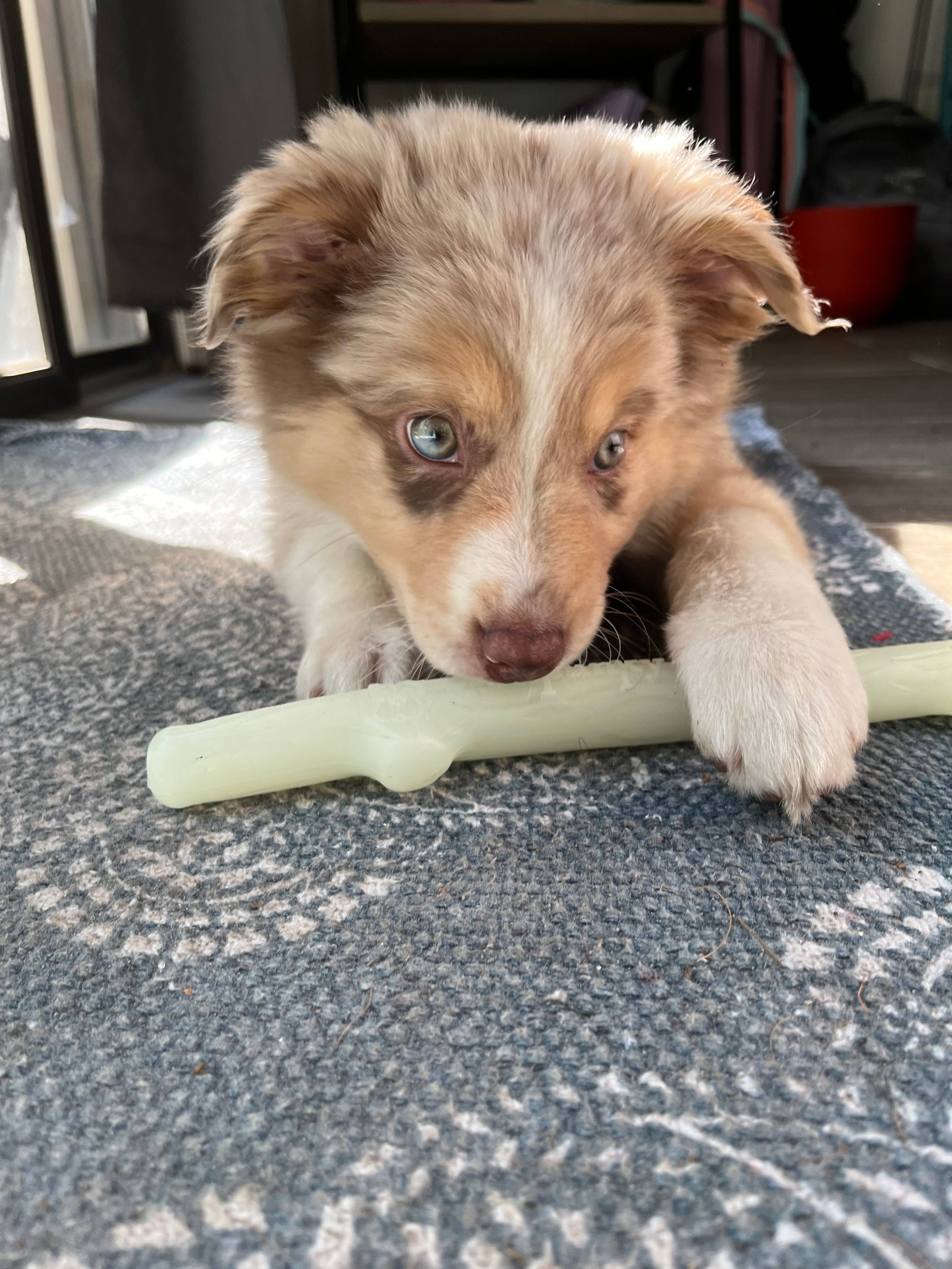 Spunky Pup - Vendita all'ingrosso Palla da riporto  - Cani - Fetch & Glow Stick - Made in the USA6