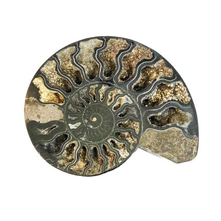 Pair of Ammonite 10cm - MCAMI10 for wholesale by France Mineraux