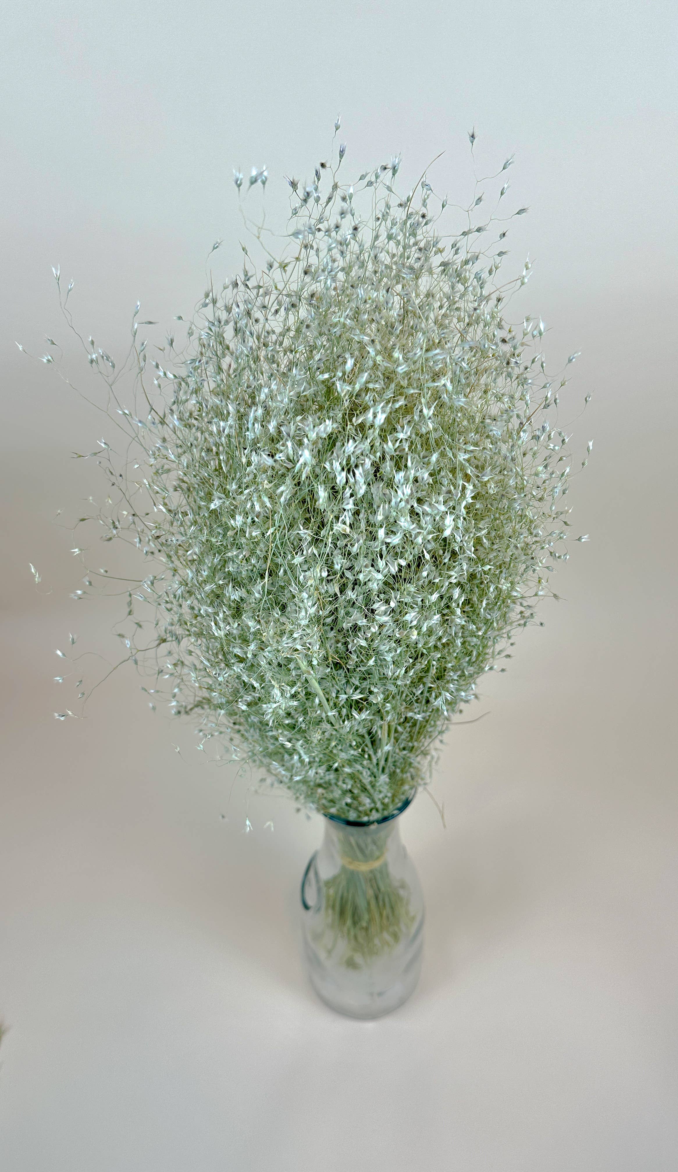 Lovejoy Farms Premium Dried Flowers – Engroshandel Tørrede/pressede blomster – Indian Rice Grass – naturligt lufttørret1