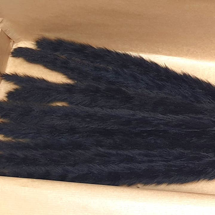 Opal Lily - Wholesale Dried/pressed flowers - Small Black Pampas Grass2