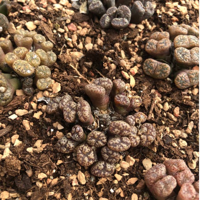 Secret Succulent Garden - Wholesale Succulent - Conophytum pellucidum "cross medal" Cluster /small plant8