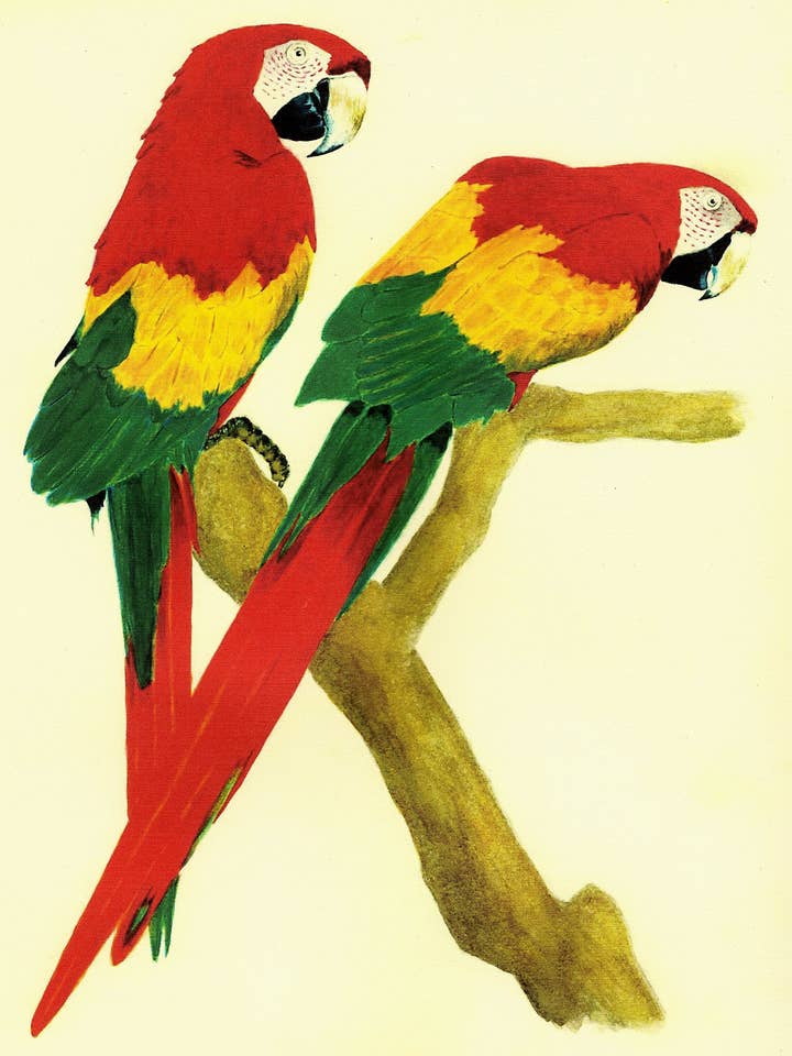 2 Parrots Print for wholesale by Michael Vigliotti