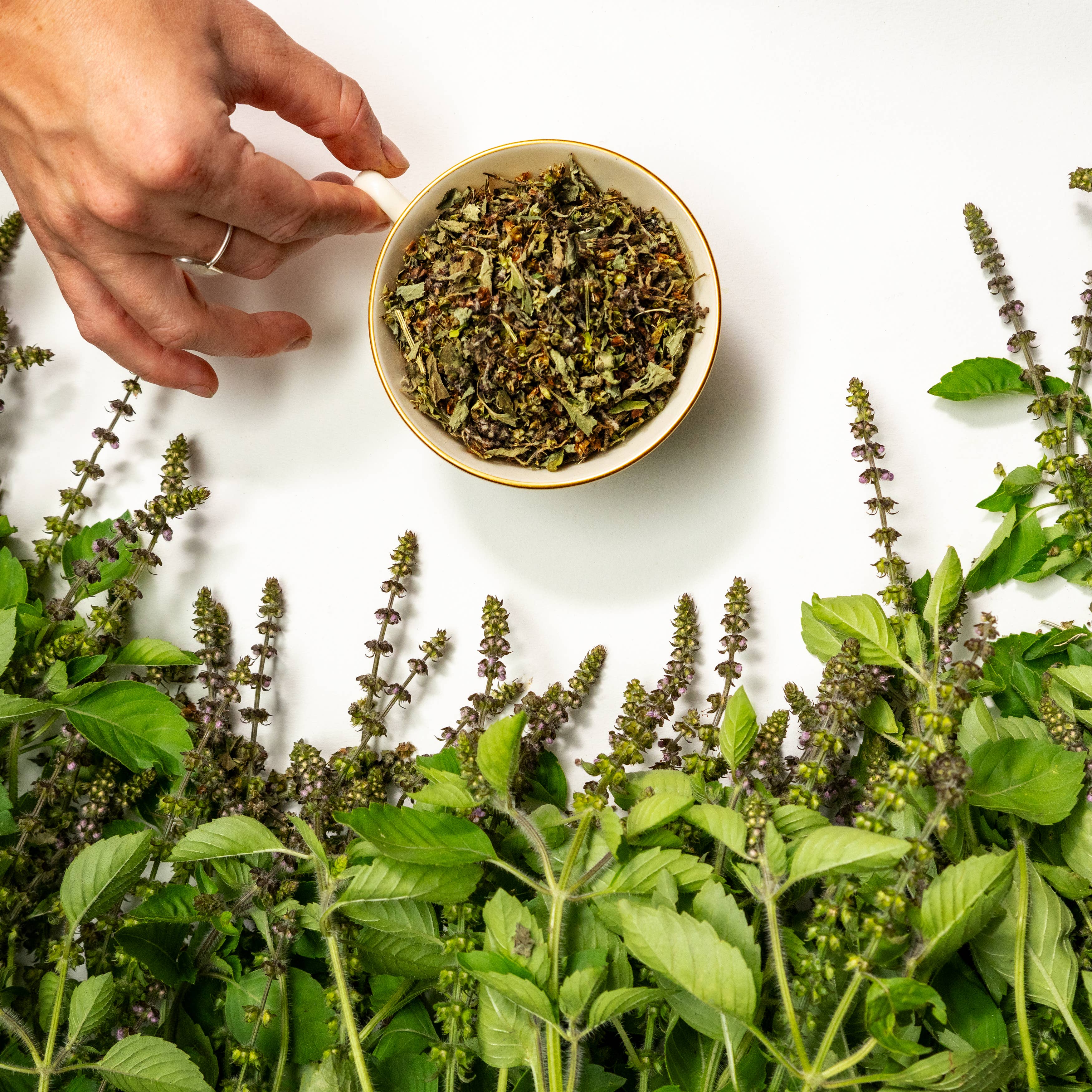 Sacred Blossom Farm - Wholesale Loose Tea - Tulsi Herbal Tea4