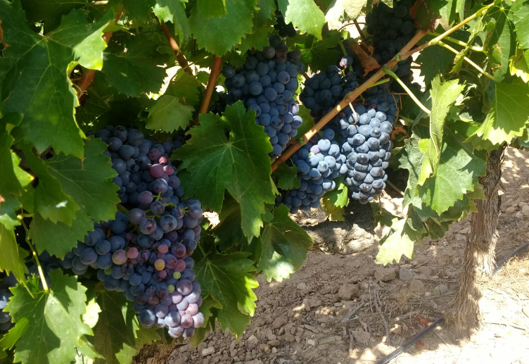 Viñedos y Bodegas Lyng - Wholesale Red Wine - D.O.Ca. Reserva red wine Rioja Altos del Rubio3