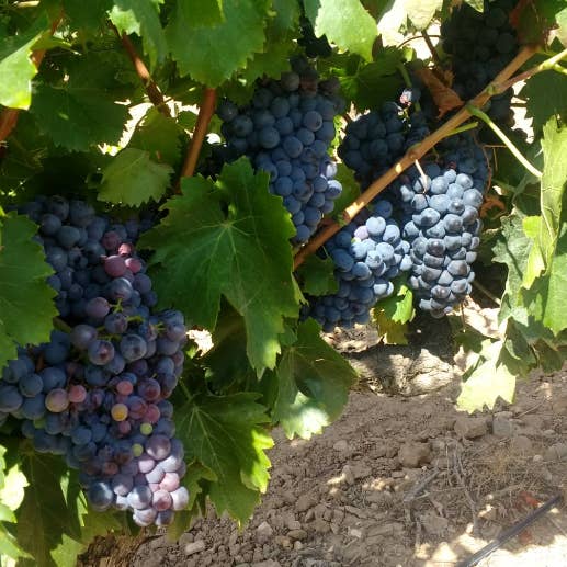 Viñedos y Bodegas Lyng - Wholesale Red Wine - D.O.Ca. Reserva red wine Rioja Altos del Rubio3