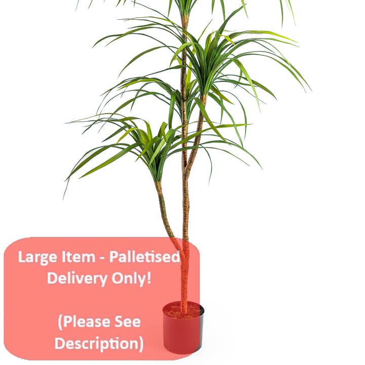 Large Ornamental Marginata Tree for wholesale by McGowan & Rutherford Ltd