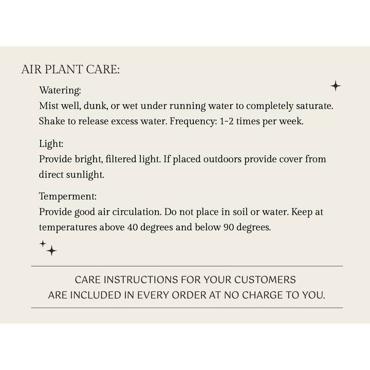 The Artizan Way - Wholesale Live Plant - The Essentials Plus - Air Plant Bundle (50 Plants)7