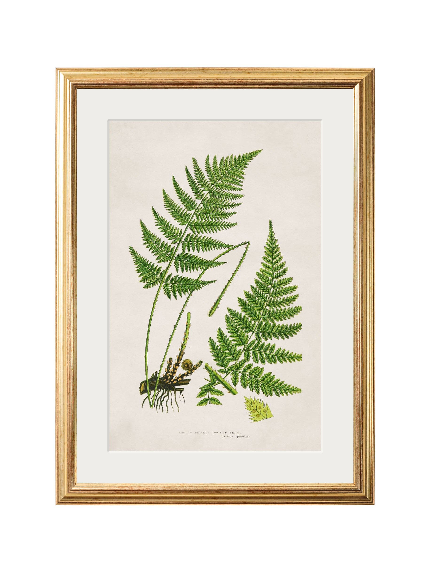 T A Interiors Wall Art & Mirrors – wholesale Gallery wall set – Collection of 6 Ferns5