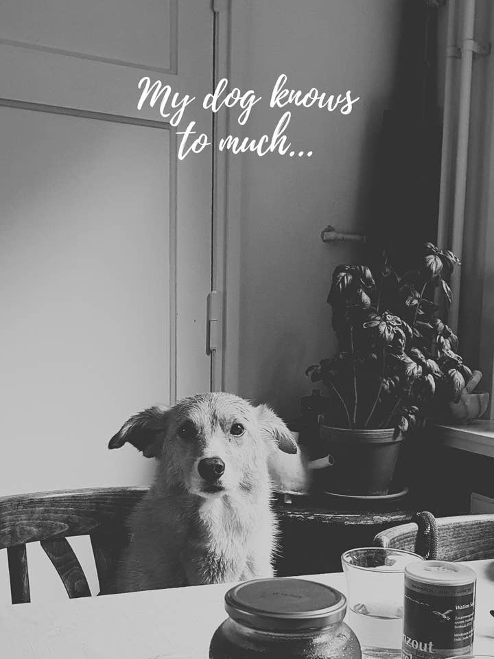 Eco postcard (recycled paper) my dog knows to much.. for wholesale by Mookstories