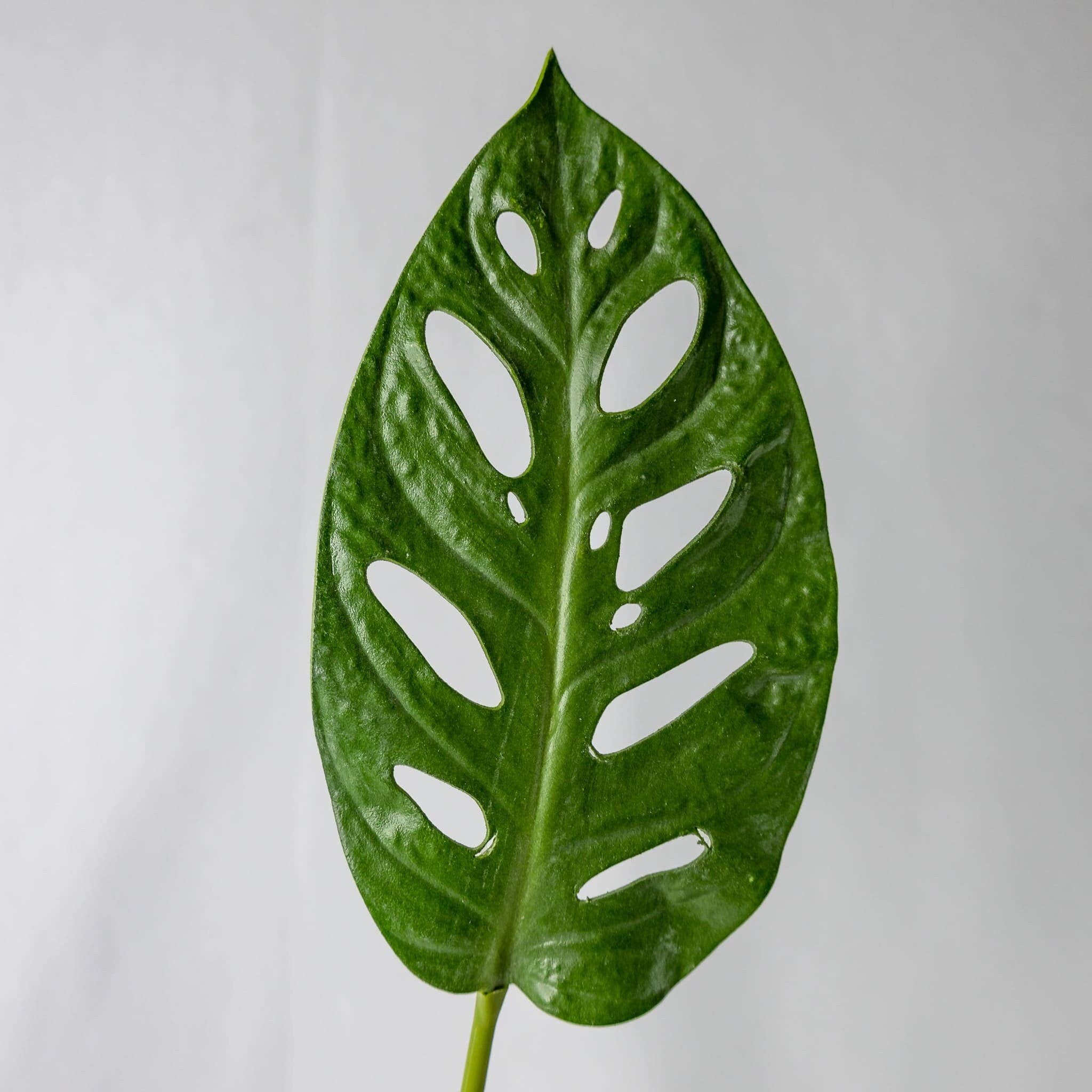 Realistic Artificial Flowers - Wholesale Artificial plant - Large Obliqua Leaf (12 Pack)   - Realistic Artificial Flowers and Greenery3