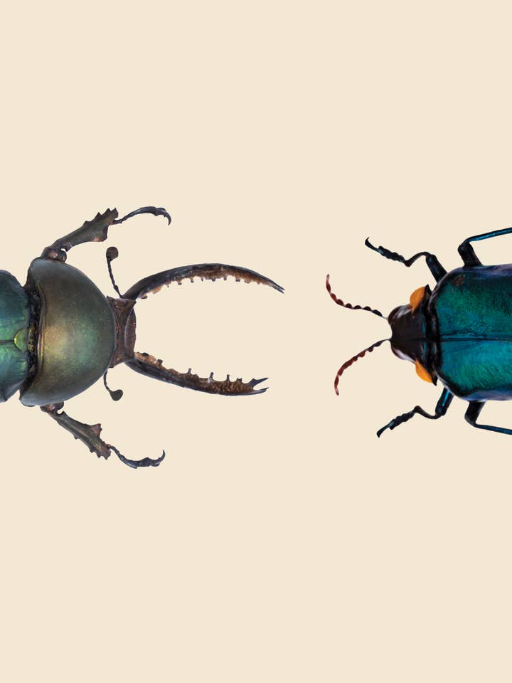 Cartão Postal de Arte de Nova Espécie de Besouro Beatle FlatCard por atacado de Talfoto Studio