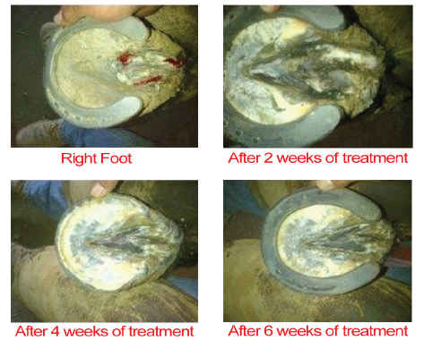 Outlaw Thrush Stuff - Wholesale Pet Grooming Aid - Dog - Outlaw Equine Hoof Canker Care - Horse Canker and Severe Hoof Infection Conditions3