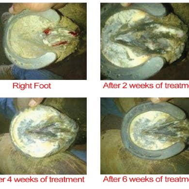 Outlaw Thrush Stuff - Wholesale Pet grooming aid – Dog - Outlaw Equine Hoof Canker Care - Horse Canker and Severe Hoof Conditions3