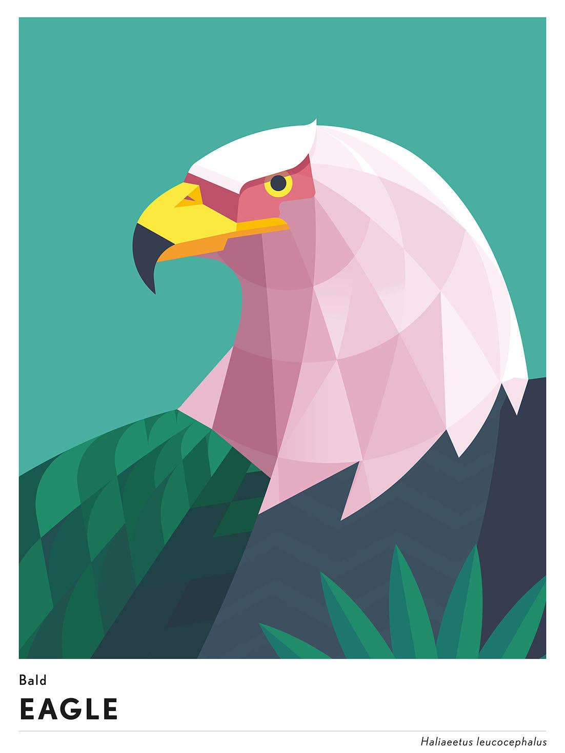 BLUE SHAKER - Wholesale Art Print - Mark Harrison - Animal Eagle0