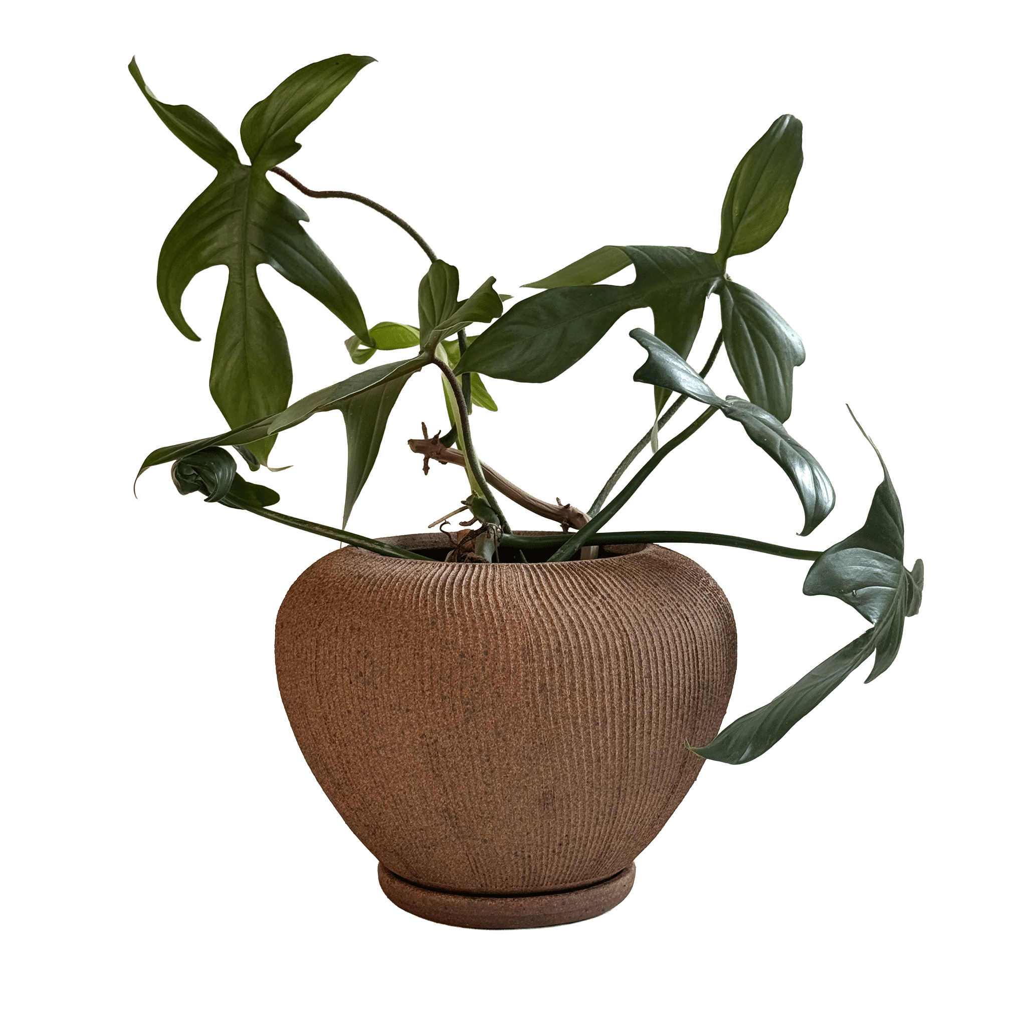 SOMBRA - Wholesale Plant Pot - Sandstone Ribbed Planter Set 1011