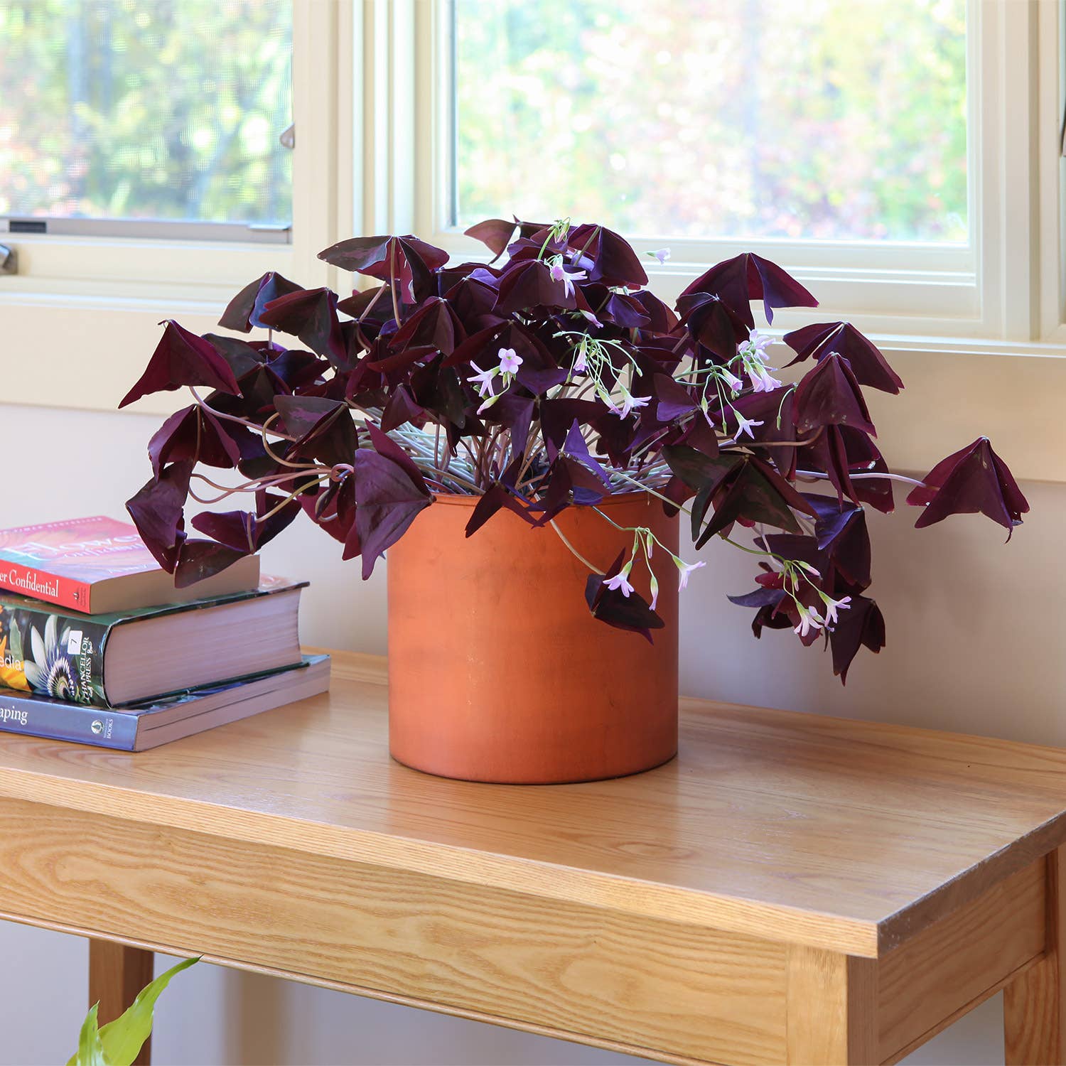 ACHLA Designs – wholesale Plant pot – Cylinder Pot, Burnt Sienna2