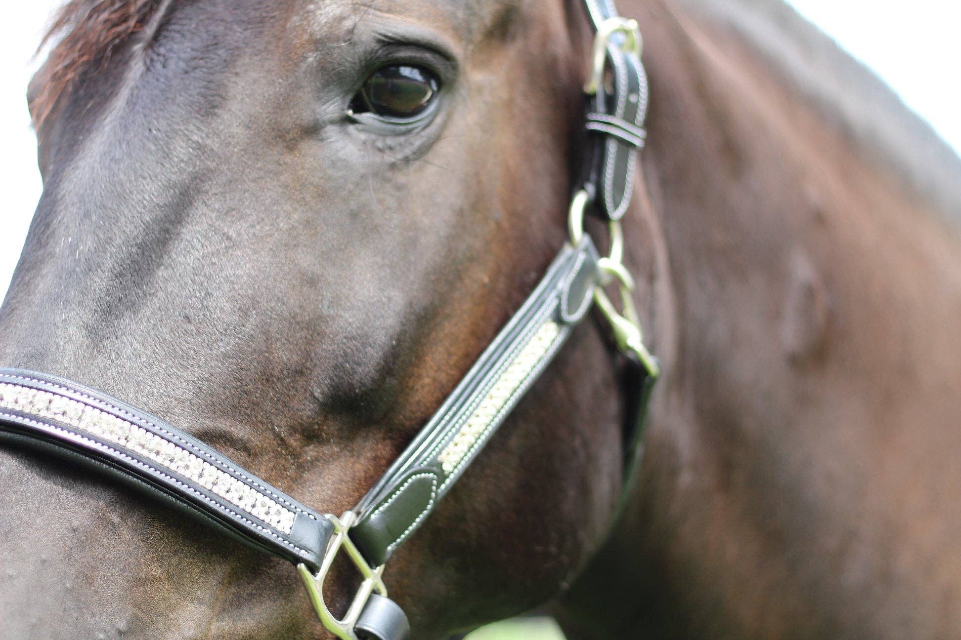 JPC Equestrian - Wholesale Horseback Riding Gear - Henri de Rivel Padded Jewel Halter - Horseback Riding Gear10