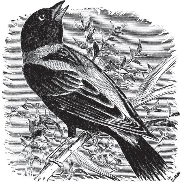 Applewood Books - Wholesale Book - Adult - Birds Through an Opera-Glass