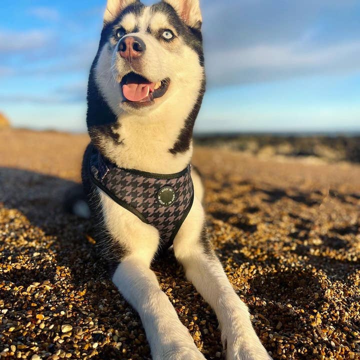 WOOF INC – Großhandel Haustiergeschirr – Hund – Verstellbares Hundegeschirr mit schwarzem Hahnentrittmuster4