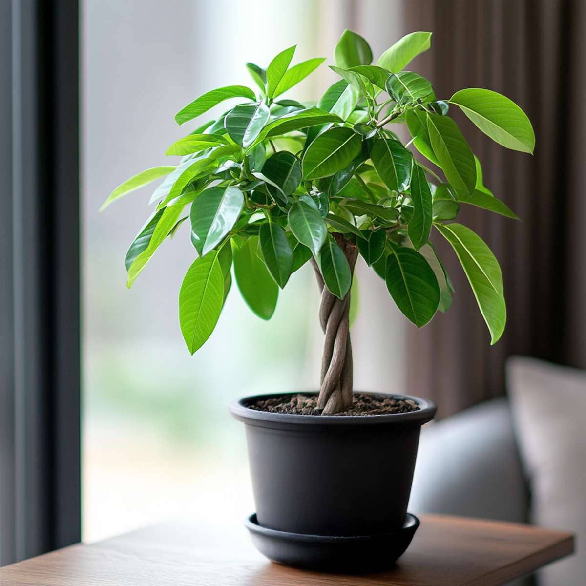 Oasis of Life – wholesale Live plant – Money Tree – 2 Plants – Pachira Aquatica – Height 60–70cm – Ø17cm – Braided Money Tree – Tropical Houseplant for Living Room & Office – Includes Plant Fertilizer8
