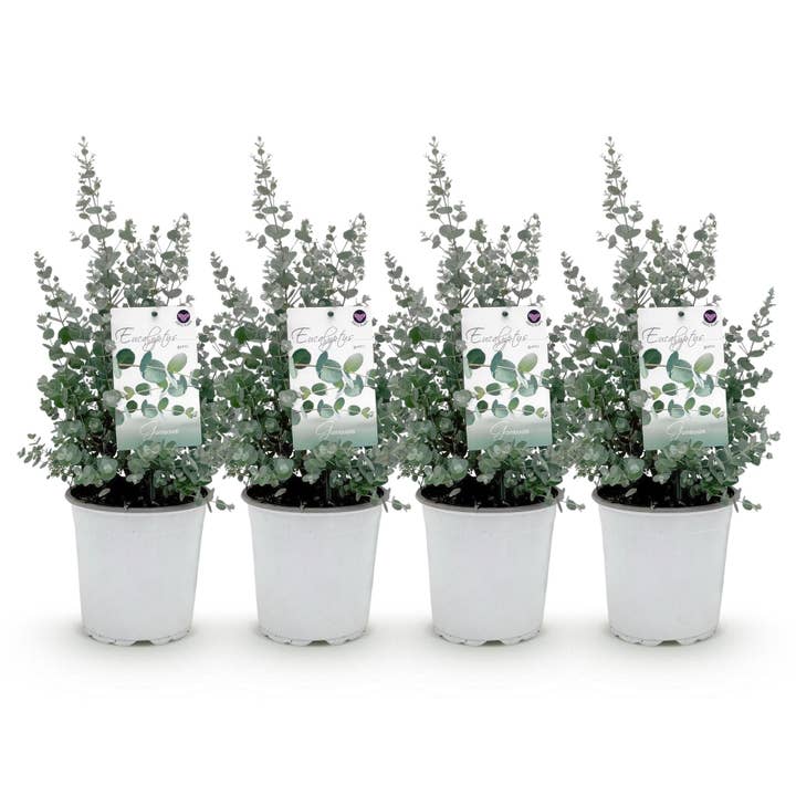 Árbol de eucalipto Eucalyptus gunnii – Gris – Resistente al invierno – 4 plantas – Planta de terraza – Ø17 cm – Altura aprox. 40 cm para venta al por mayor de Oasis of Life