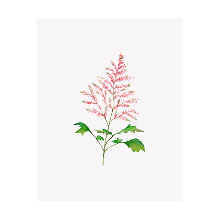 Impression giclée aquarelle florale - Astilbe pour la vente par Brake Ink Stationery