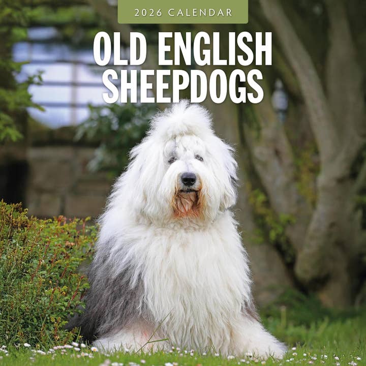 Red Robin 2026 Old English Sheepdogs Månadskalender för wholesale av MiddleGift