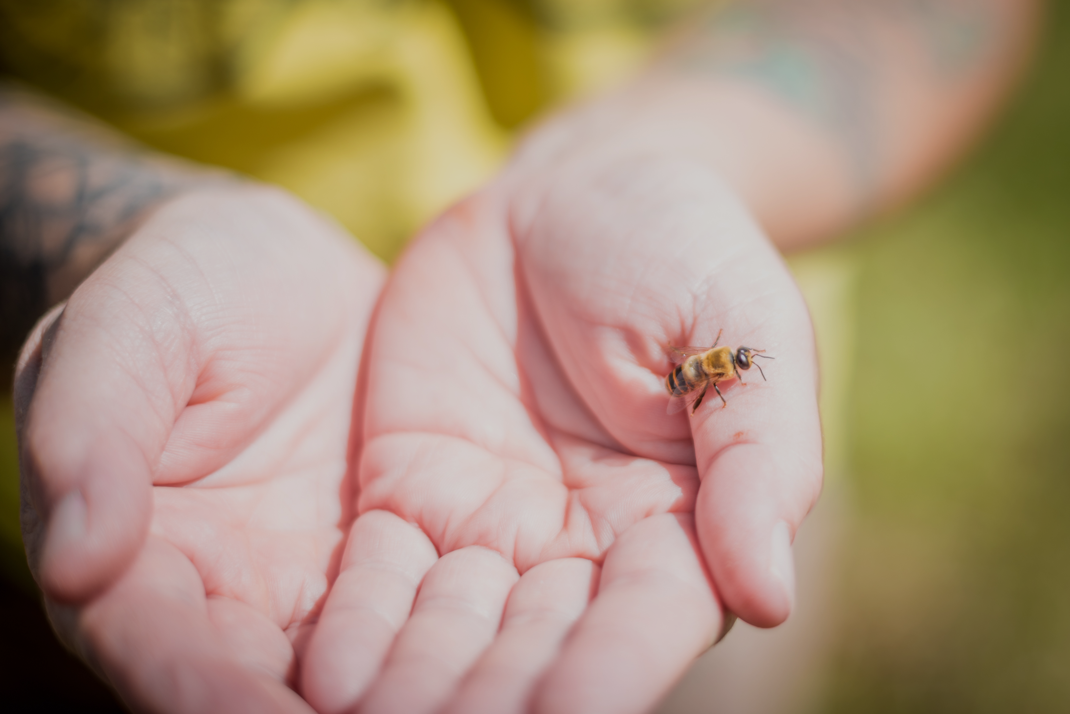 HANI HONEY COMPANY - Wholesale Honey - Bee Pollen1