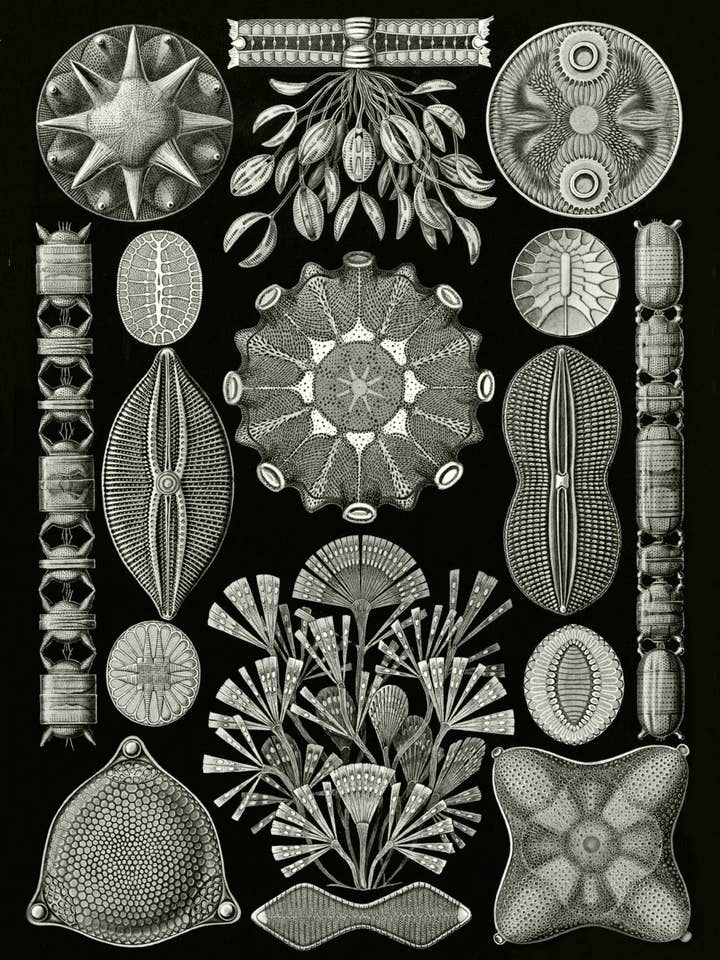 Postcard Diatomea (081741) for wholesale by The Knowledge of Things by Catch Publishing