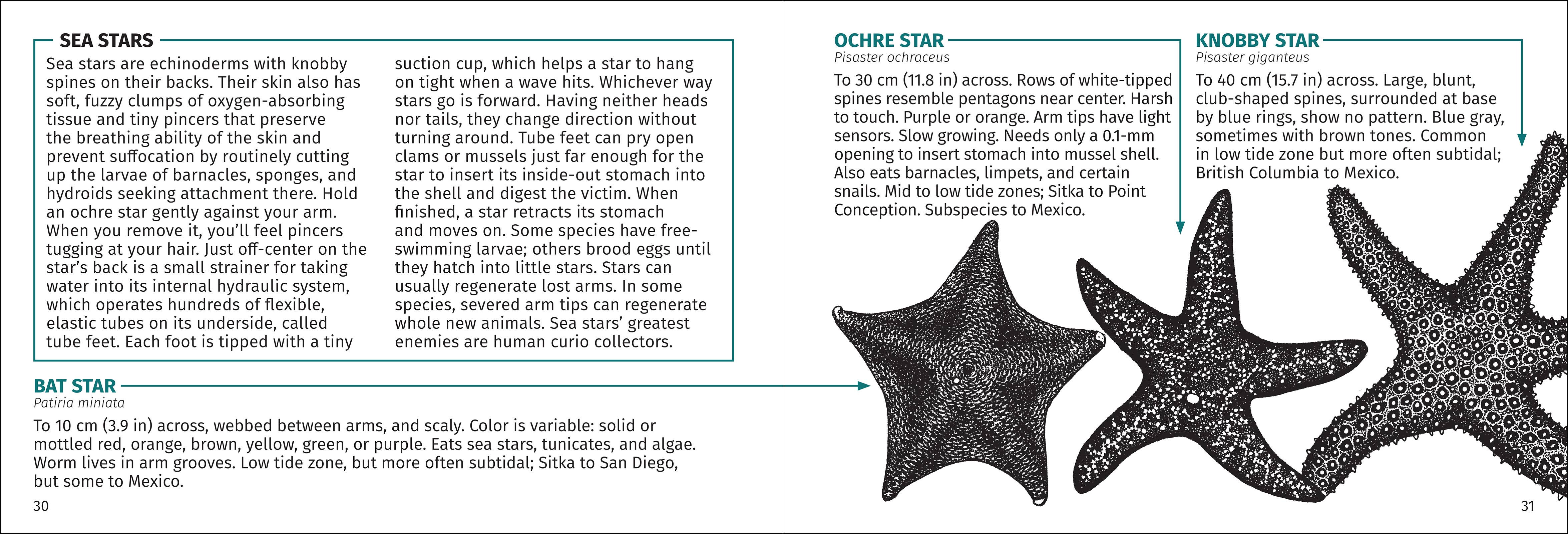 AdventureKEEN - Wholesale Nature & Outdoors Book - Pacific Intertidal Life 2nd Edition10